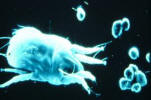 Dust Mite - picture by Dr H Morrow Brown